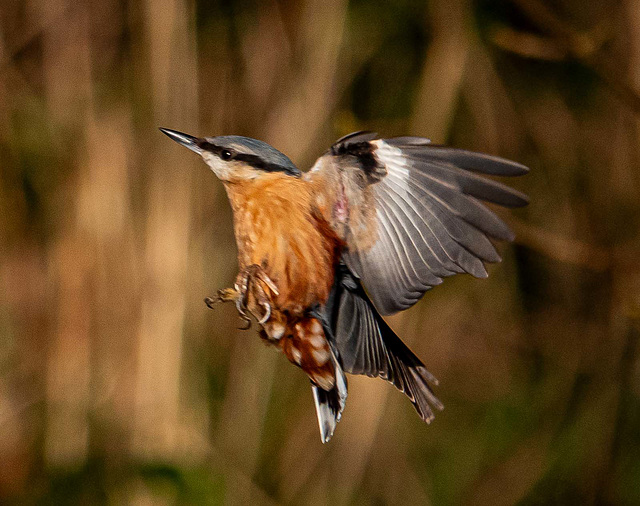 Nuthatch