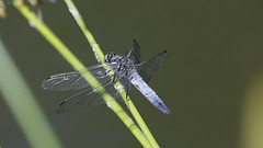 Orthetrum réticulé ♂︎