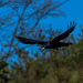 Rook - a rare garden visitor!