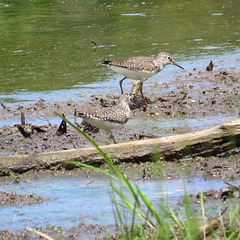 Solitary sandpipers