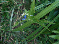 DSCN2062 - trapoeraba Commelina diffusa, Commelinaceae