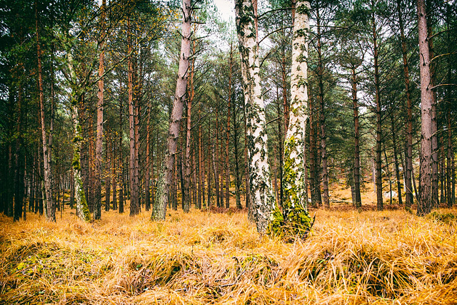 Forêt de Fontainebleau