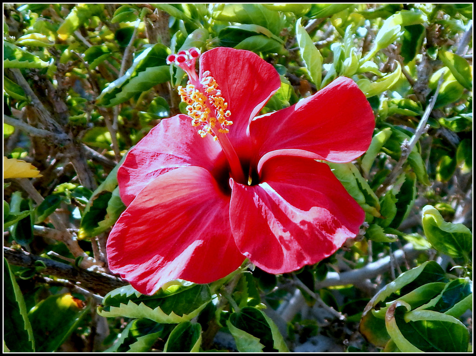 Piros hibiszkusz  Red Hibiscus