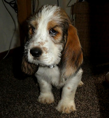 Grand basset griffon vendéen