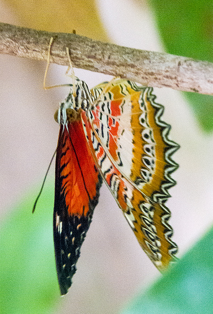 Butterfly macro2