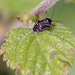 20110519 3000RMw [D~MI] Insekt, Großes Torfmoor, Hille