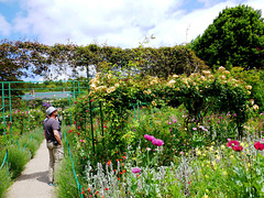 FR - Giverny - in Claude Monets Garten