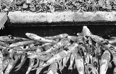 Carp waiting to be fed