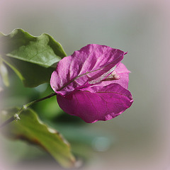 Toujours en fleur