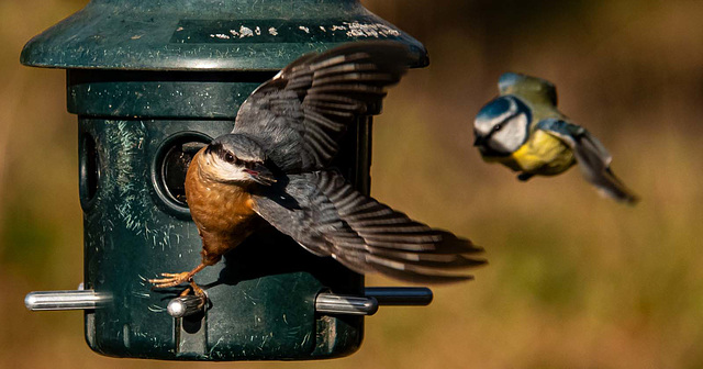 Nuthatch and blue tit