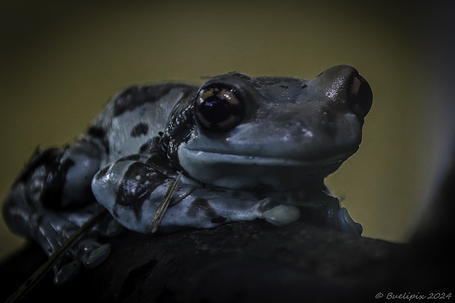 Baumhöhlen-Krötenlaubfrosch im Zoo Zürich ... P.i.P. (© Buelipix)