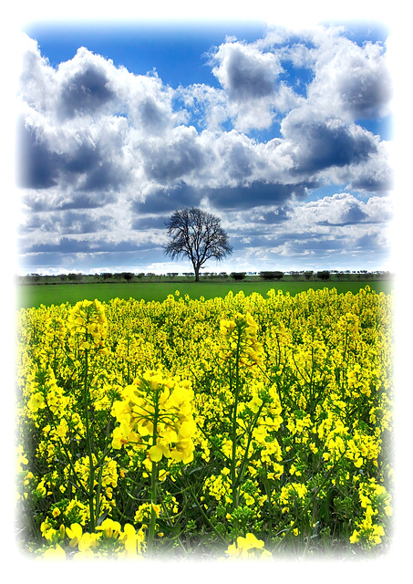 Another lone tree