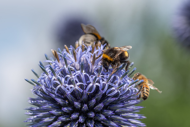 191-365, Insektenalarm