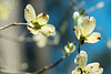 Dogwood at Noon