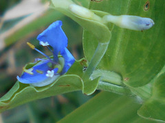 DSCN2062a - trapoeraba Commelina diffusa, Commelinaceae