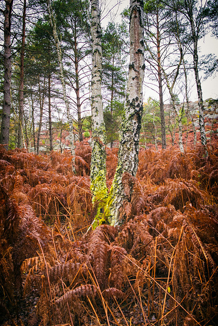 Forêt de Fontainebleau