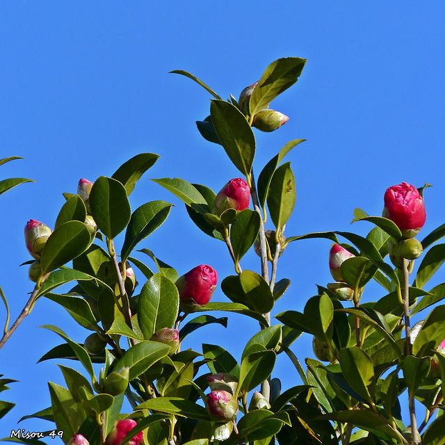 MON JARDIN