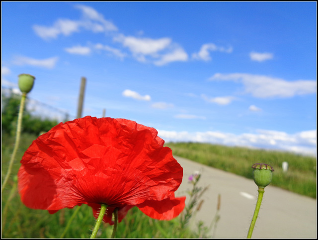 Poppy road