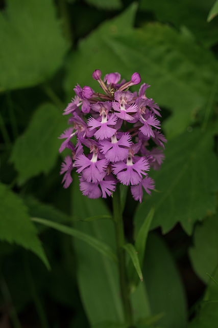 Platanthera grandiflora (Large Purple Fringed orchid)