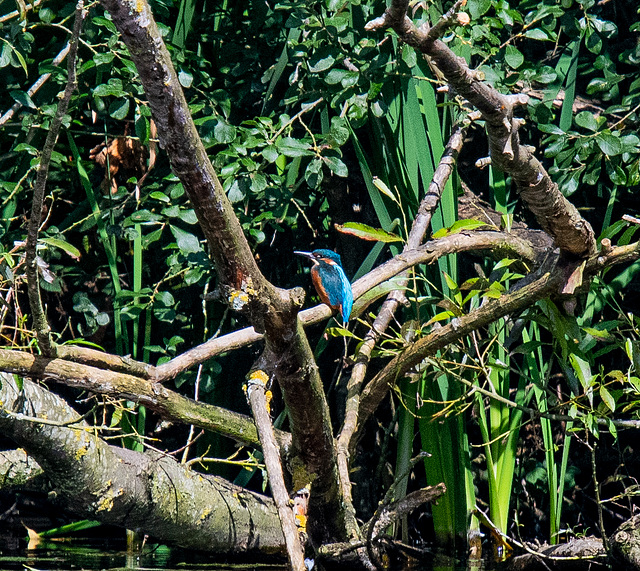 Kingfisher