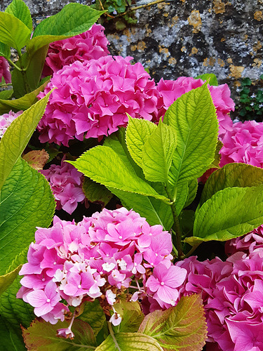 Pompons roses