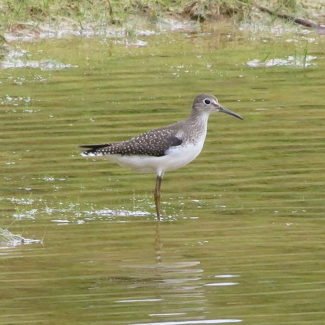 Solitary sandpiper