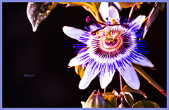 La Passiflora o Flor de la pasión...