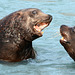 Alaska, Valdez, Couple Ferocious Sea Lions