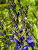 20230531 0496CPw [D~LIP] Österreichischer Ehrenpreis (Veronica austriaca agg), UWZ, Bad Salzuflen