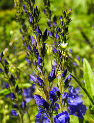 20230531 0496CPw [D~LIP] Österreichischer Ehrenpreis (Veronica austriaca agg), UWZ, Bad Salzuflen