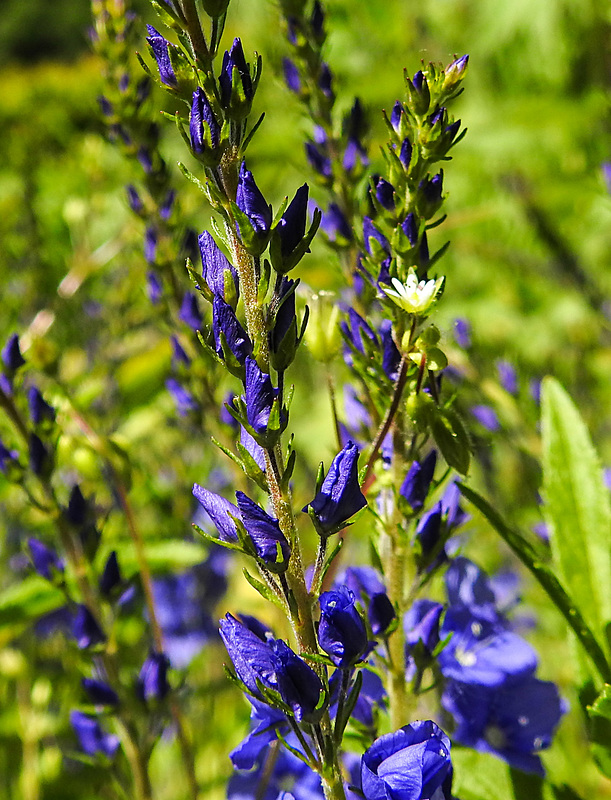 20230531 0496CPw [D~LIP] Österreichischer Ehrenpreis (Veronica austriaca agg), UWZ, Bad Salzuflen