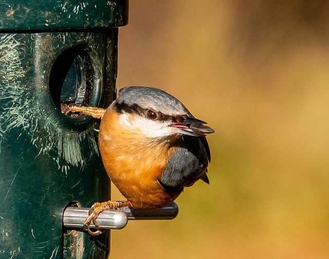 Nuthatch