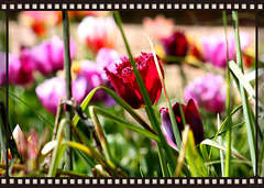 Spring Flowers at Lacock Abbey