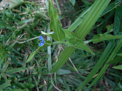 DSCN2063 - trapoeraba Commelina diffusa, Commelinaceae