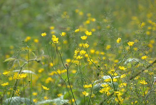 Buttercups