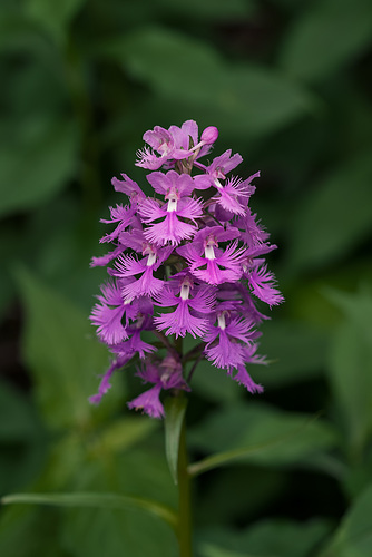 Platanthera grandiflora (Large Purple Fringed orchid)
