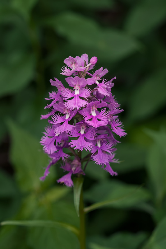 Platanthera grandiflora (Large Purple Fringed orchid)