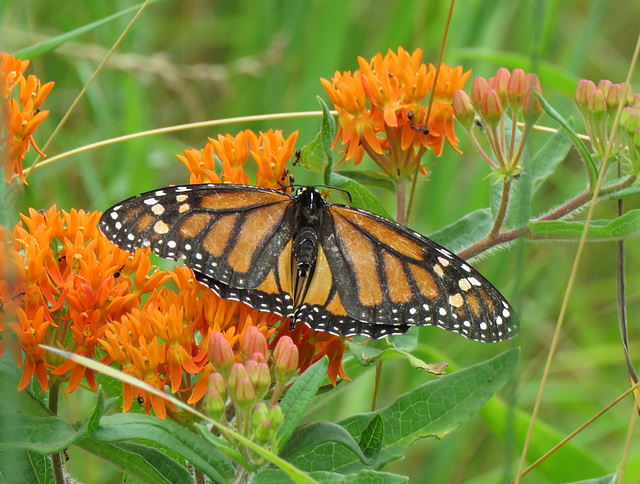 Monarch on Butterfly Milkweed