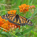 Monarch on Butterfly Milkweed