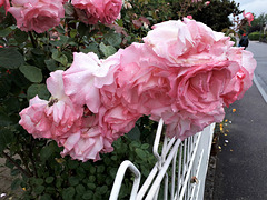 A  white fence..  HFF!!