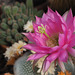 Echinopsis 'Lilac Beauty'