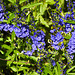 20230531 0497CPw [D~LIP] Österreichischer Ehrenpreis (Veronica austriaca agg), UWZ, Bad Salzuflen