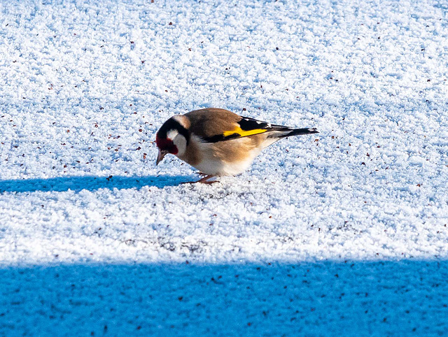 Goldfinch