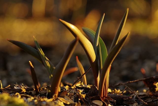 Bald regiert der Tulipan