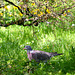 Palombe dans le jardin