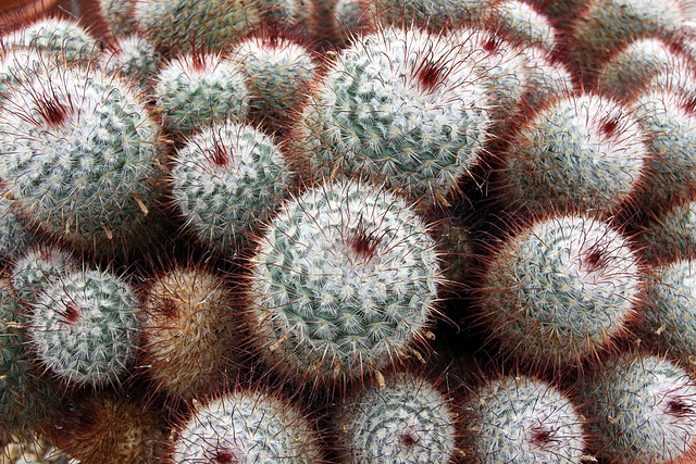 Cactus