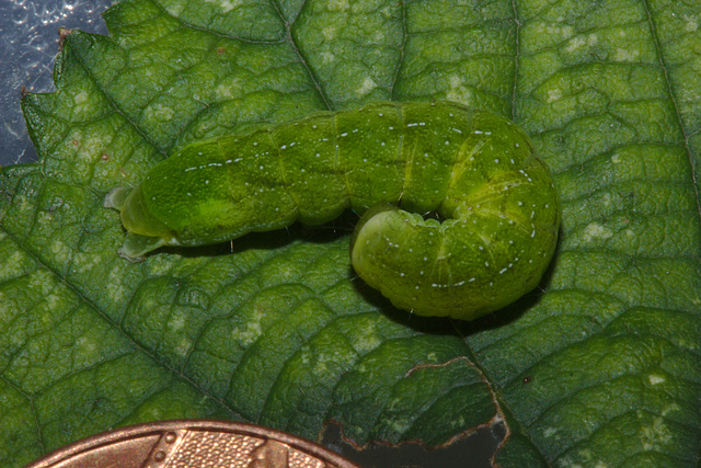 IMG 9829caterpillarwithpenny