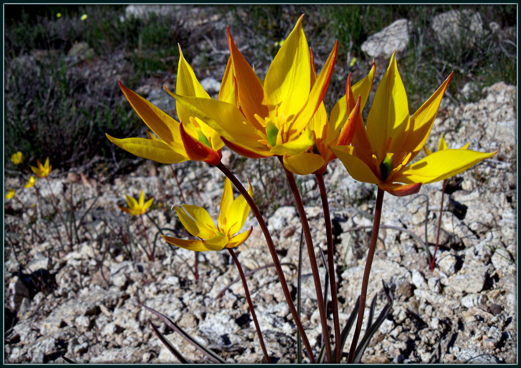 Wild tulips (having a party).  Sierra de La Cabrera, June 2013