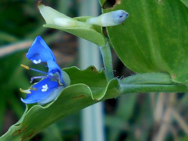 DSCN2063a - trapoeraba Commelina diffusa, Commelinaceae