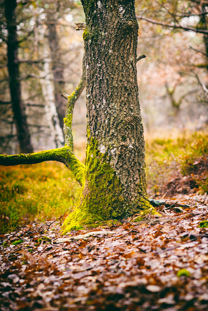 Forêt de Fontainebleau